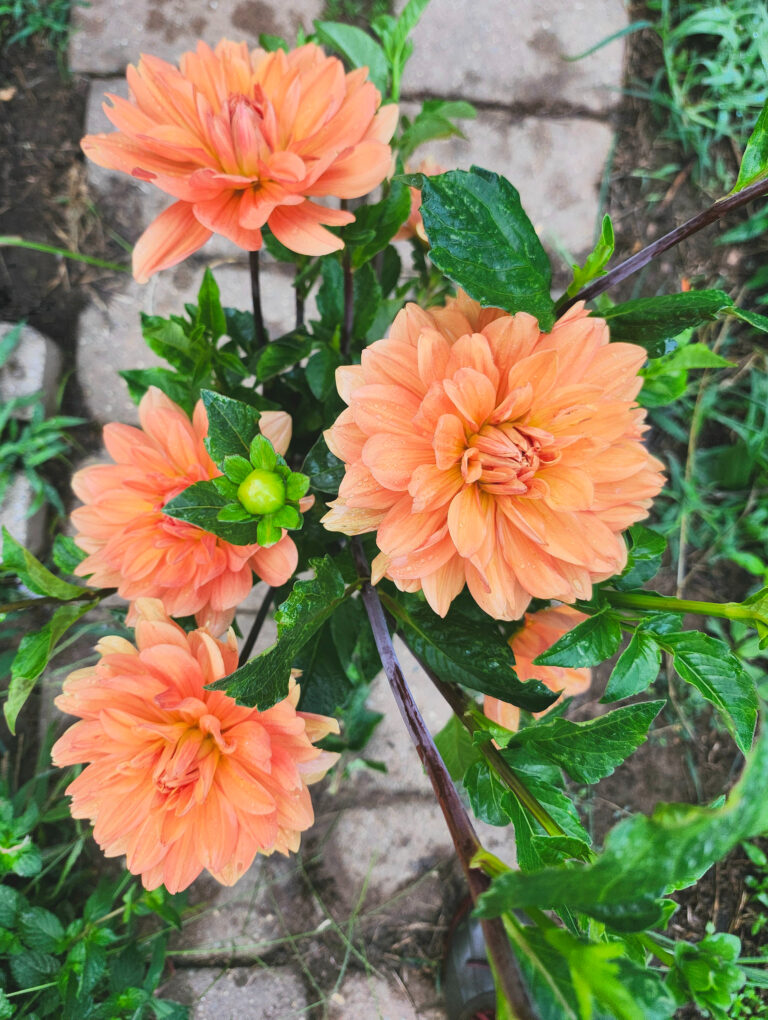 best gifts for homeschool moms